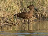 Africa 149 : Africa, Animal, Bird, Botswana, Hamerkop, Okavango, Vumbura Plains